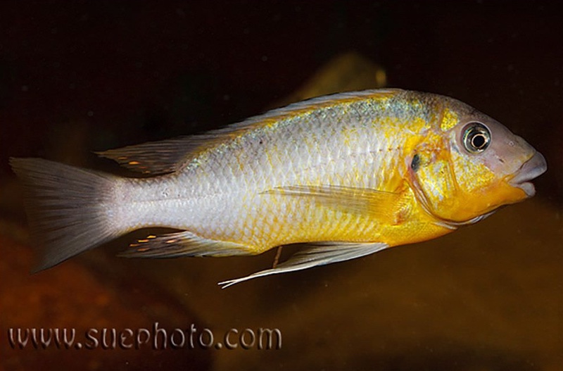 Petrochromis cf. polyodon 'Tembwe Deux'